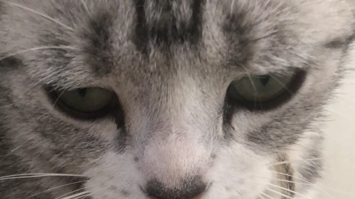 叙利亚精彩整活局