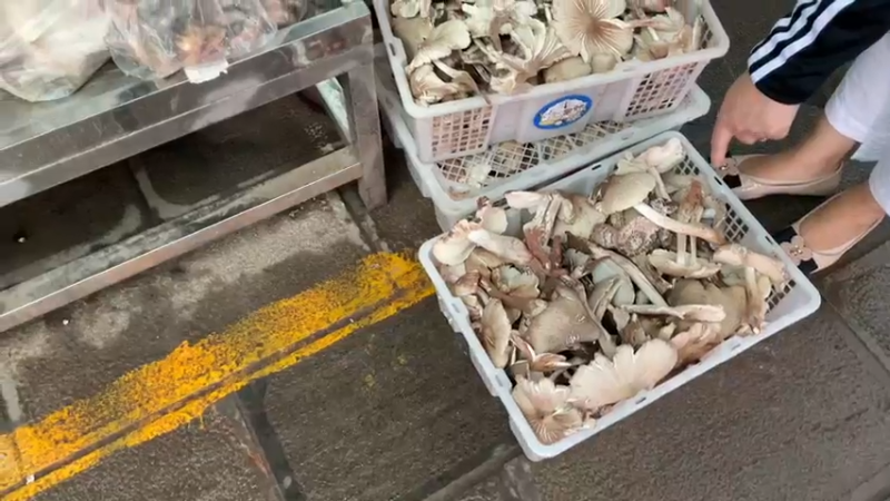 云南野生菌，鸡枞，牛肝菌，红伞伞，白杆杆，吃了躺板板