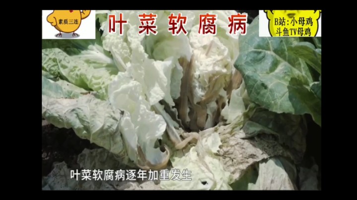 叶菜软腐病！