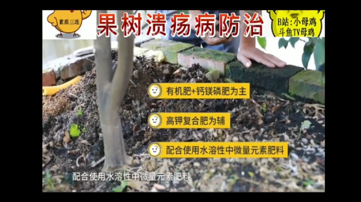 果树溃疡病防治！
