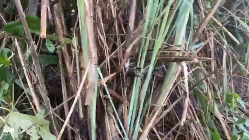 【2021-07-19 07点场】魅力生活i：水库守巨货第一天