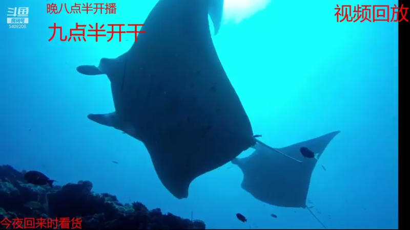 【2021-07-19 04点场】海道丶：恭喜 板爷 罗曼 繁华