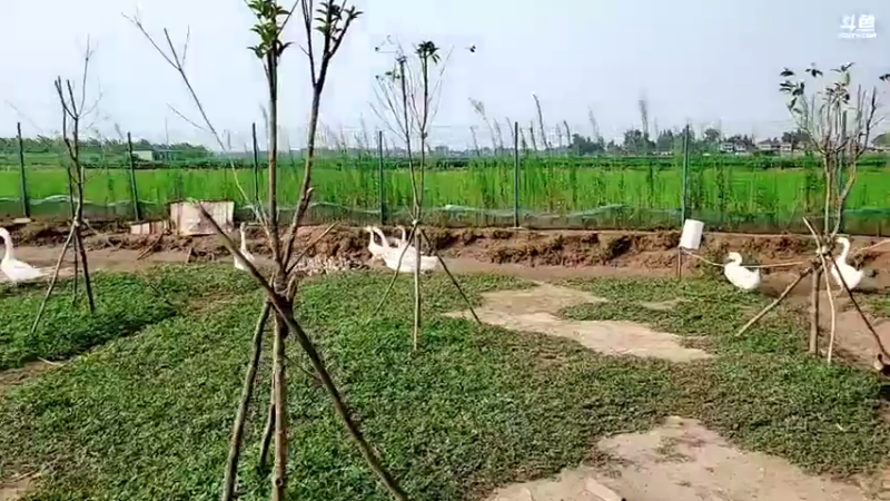 【2021-07-20 16点场】洪湖小肖：乡村牛人总决赛7点开始