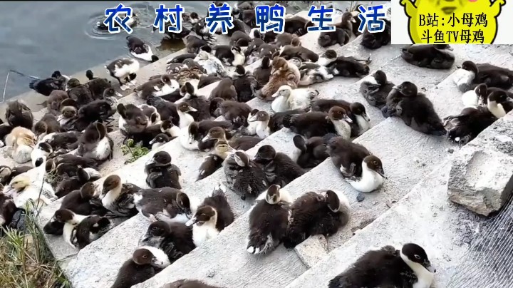 农村养鸭生活！