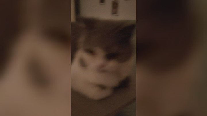 萌里萌气