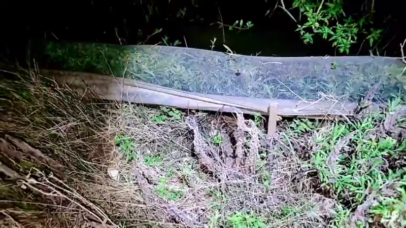 【2021-07-19 21点场】洪湖小肖：天黑收甲鱼钩126个