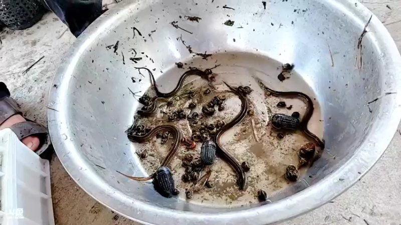 【2021-07-20 10点场】洪湖小肖：乡村牛人总决赛6点开始