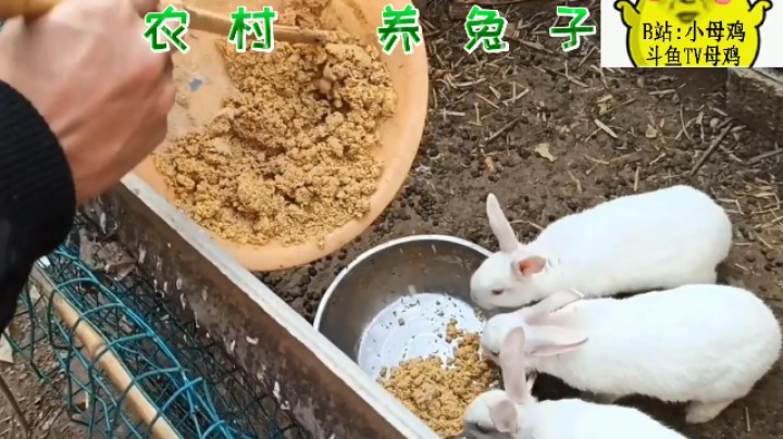 农村养兔子！