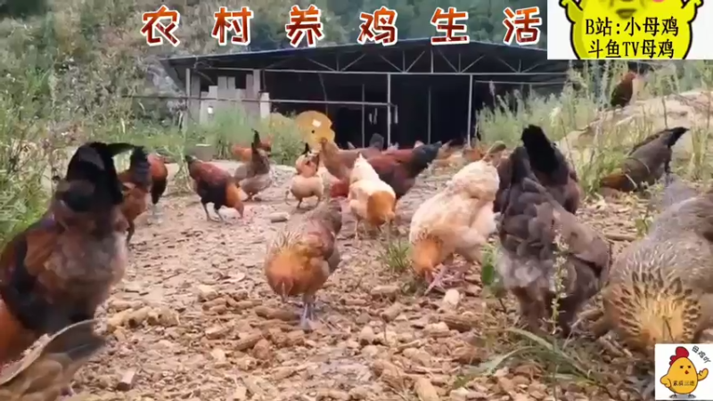 农村养鸡生活！！