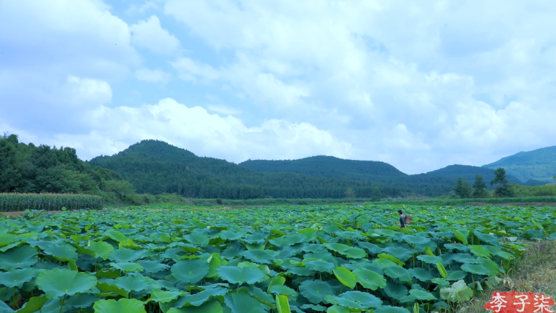 【美食】李子柒liziqi的精彩时刻 20210720 09点场