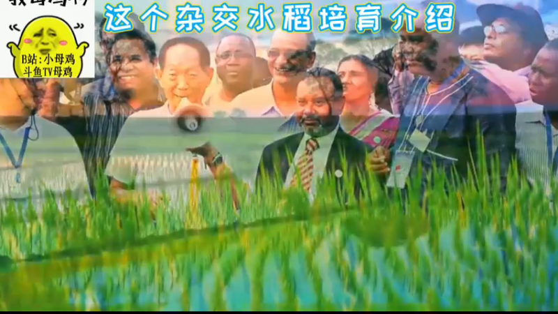 这个杂交水稻培育介绍