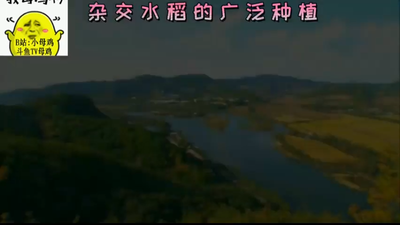 杂交水稻的广泛种植