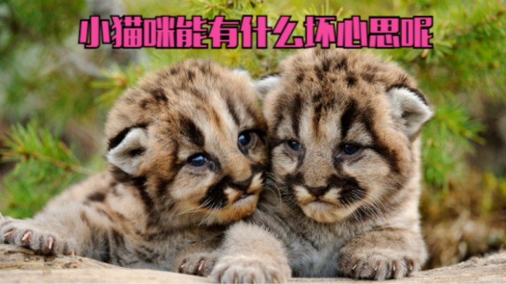 小猫咪能有什么坏心思呢？