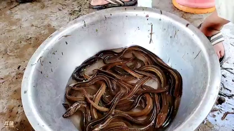 【2021-07-23 11点场】洪湖小肖：收花篓子200个9点左右开播