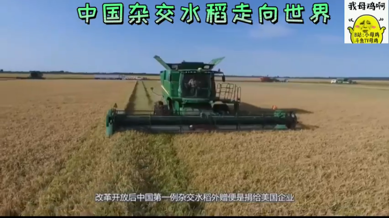 中国杂交水稻走向世界