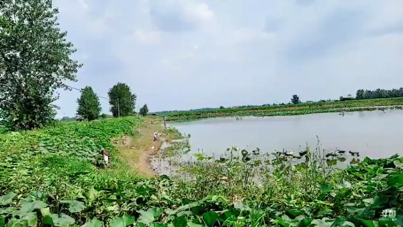 【2021-07-24 14点场】洪湖小肖：野生甲鱼专场（已搞5个）