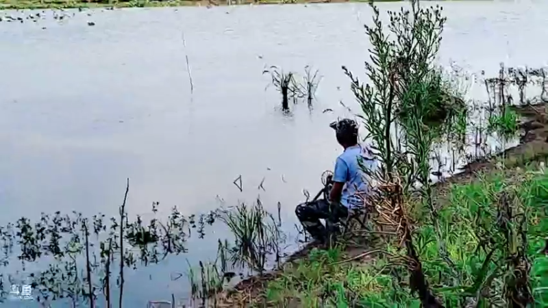 【2021-07-24 16点场】洪湖小肖：野生甲鱼专场（已搞7个）