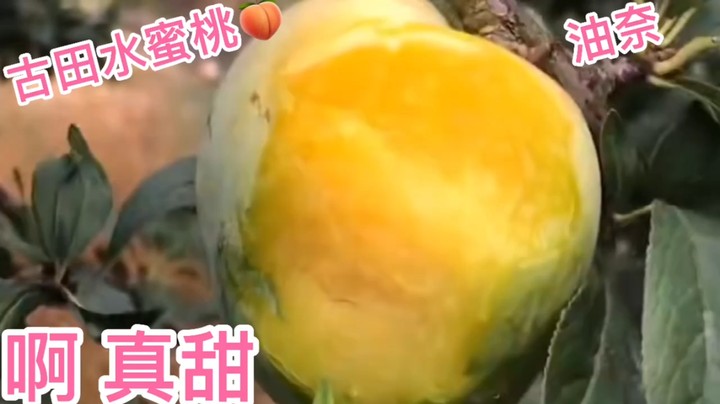 古田水蜜桃 油奈甜不甜 好甜真的好甜