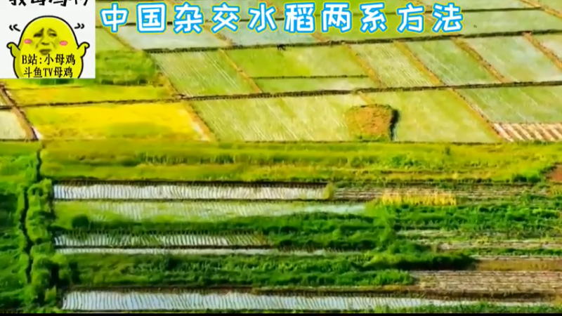 中国杂交水稻两系方法
