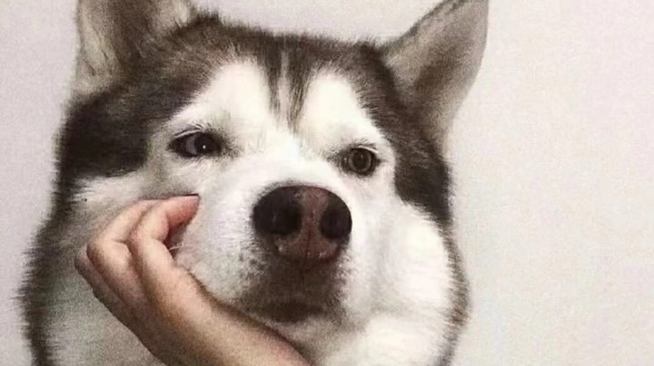 和彪哥双排