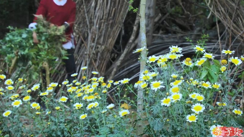 【美食】李子柒liziqi的精彩时刻 20210725 10点场