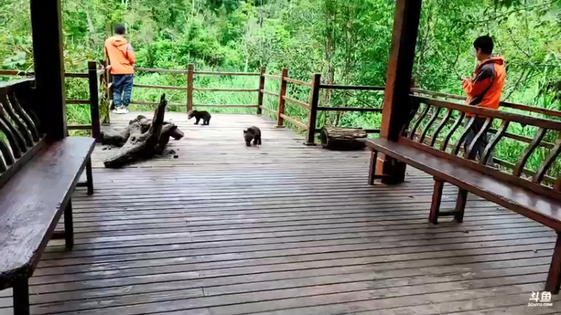 【2021-07-26 14点场】逐梦兄弟：西双版纳直播day2