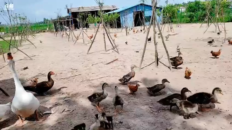 【2021-07-26 14点场】洪湖小肖：11点左右开播