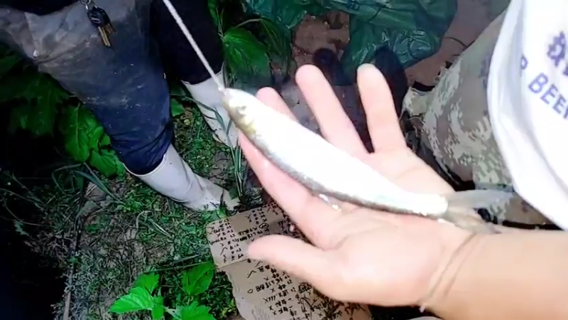 【2021-07-25 23点场】洪湖小肖：天黑收甲鱼钩