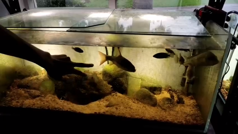 【2021-07-25 16点场】在线天文：西双版纳热带雨林植物园体验