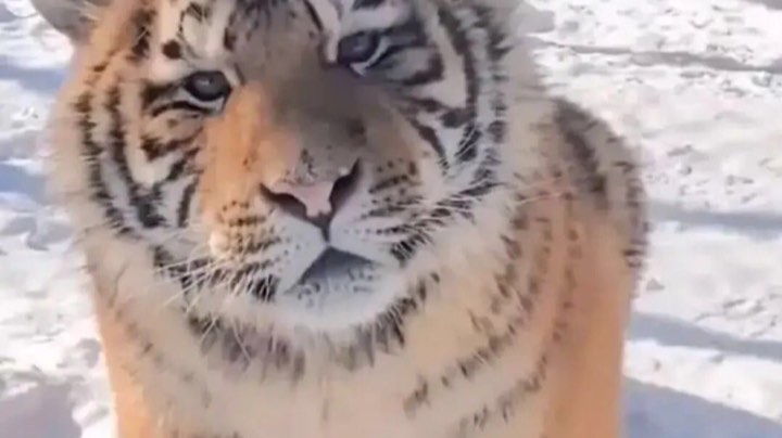 直播回看
