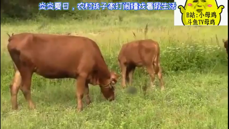 炎炎夏日，农村孩子家打闹嬉戏暑假生活！！！！