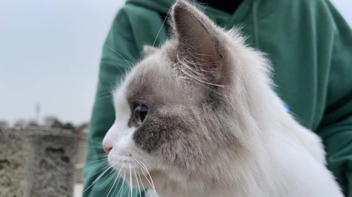 小可爱+2突然出现