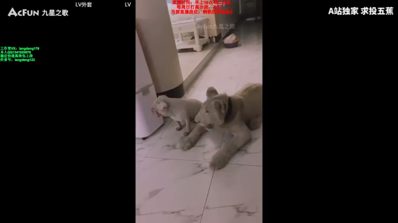 【2021-07-28 16点场】浪灯丶：赵信第一人，大师局电一