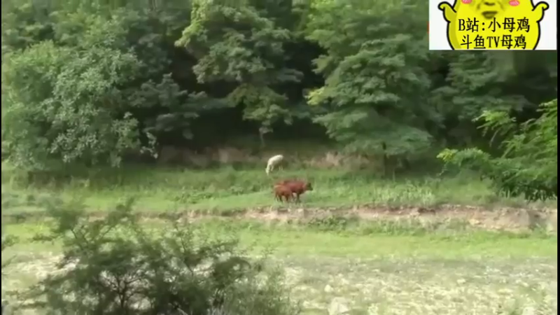 农村孩子们的简单快乐暑假生活