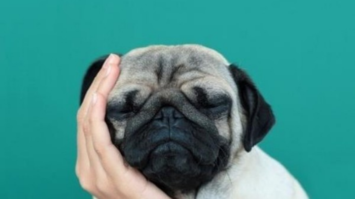 笑死我了，你们带脑子好么