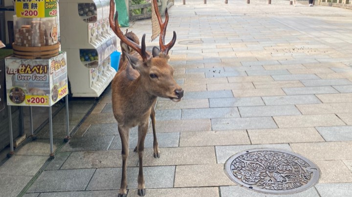 奈良看小鹿
