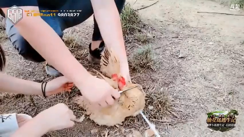 国服传奇导师在线怒杀一只鸡，结果？？？？？？