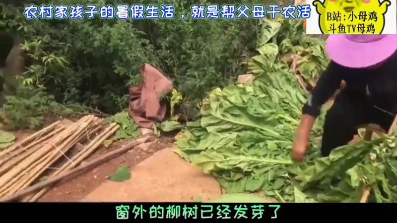 农村家孩子的生活，就是帮父母干农活！！