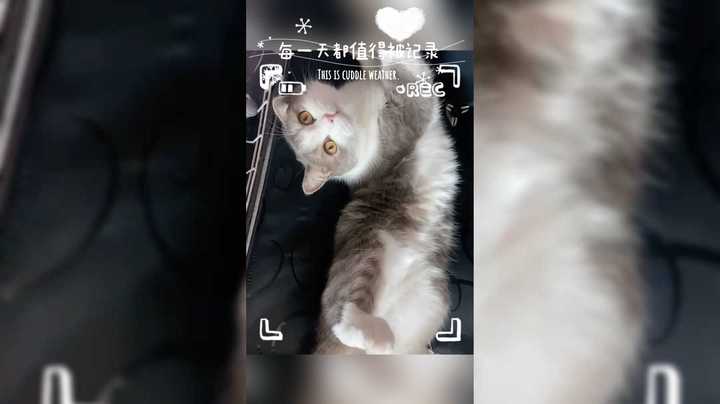 每天都是卖萌的蓝宝
