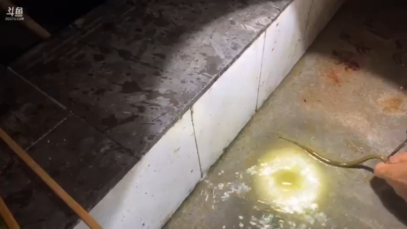 【2021-07-30 22点场】魅力生活i：晚上白切鸡盘龙