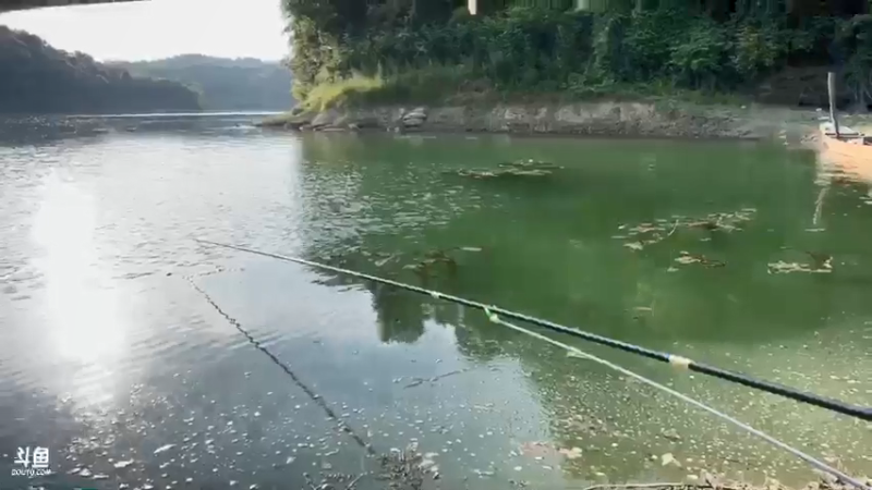 【2021-07-31 17点场】魅力生活i：魅力又来喂鱼来了