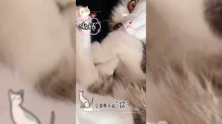 这蓝宝爱答不理的样子。。哼