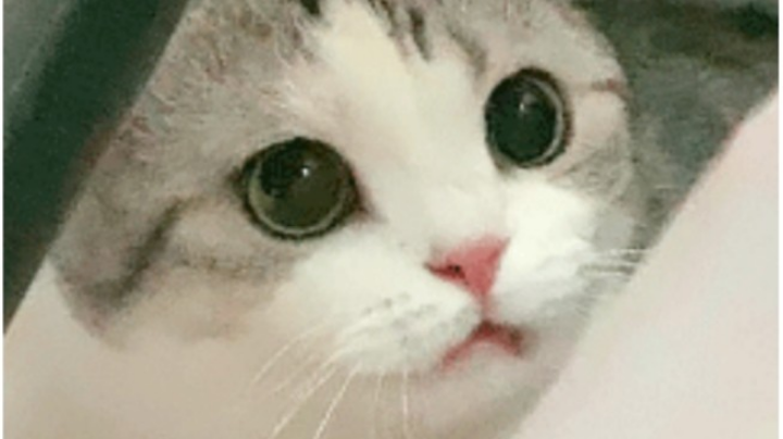 看看吧
