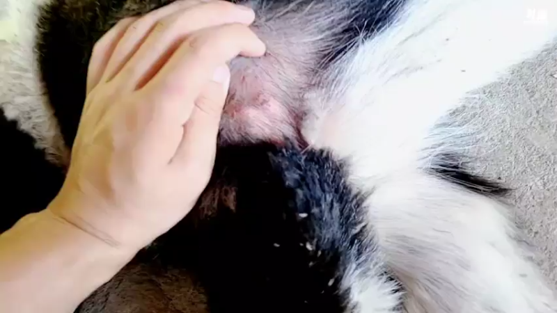 【2021-08-01 13点场】逐梦兄弟：都江堰基地10点开播