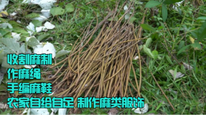 收割麻，制作麻绳，手编麻鞋(十)农家自给自足 制作麻类服饰