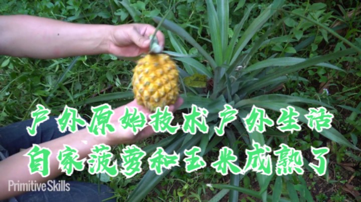 户外原始技术户外生活（二）自家菠萝和玉米成熟了