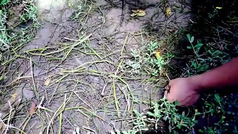 【2021-08-02 22点场】洪湖小肖：仙岛湖确认地方