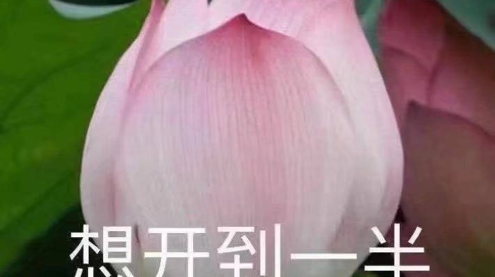 vn