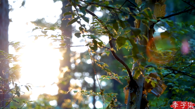 【美食】李子柒liziqi的精彩时刻 20210804 10点场