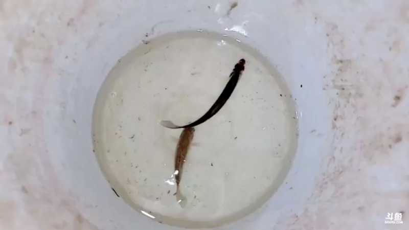 【2021-08-04 19点场】洪湖小肖：今天下排钩搞鱼